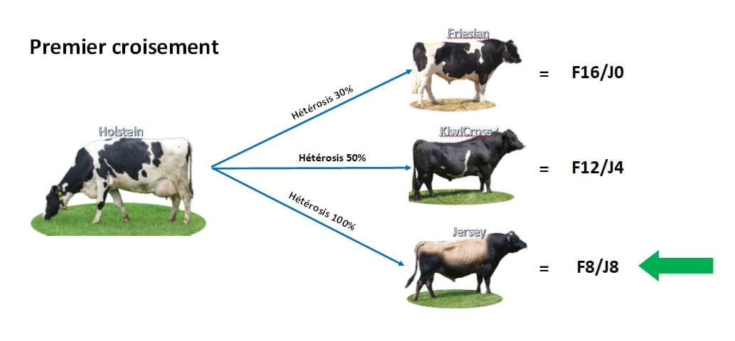 Comment programmer les croisements laitiers ?