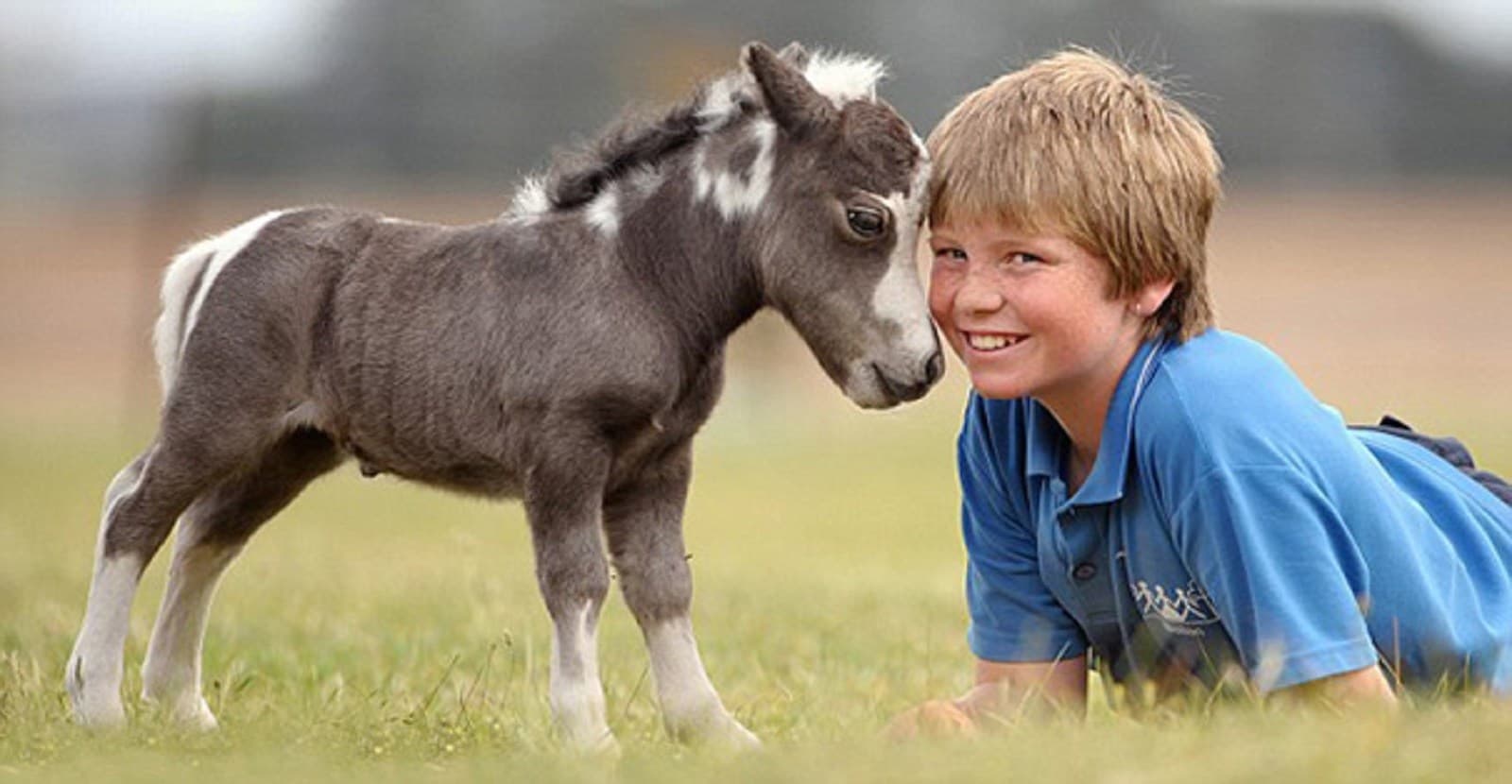 Dépister le nanisme des chevaux miniatures