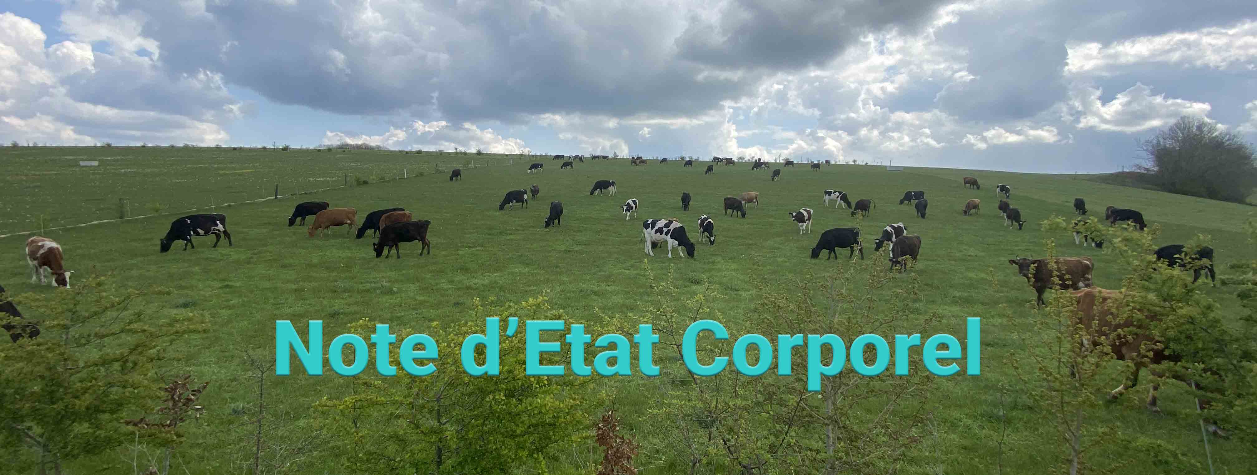 Image de couverture pour l'article Evaluez vous-même l’état corporel de vos vaches !