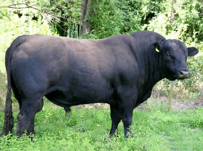 Taureau Angus Rissington 073