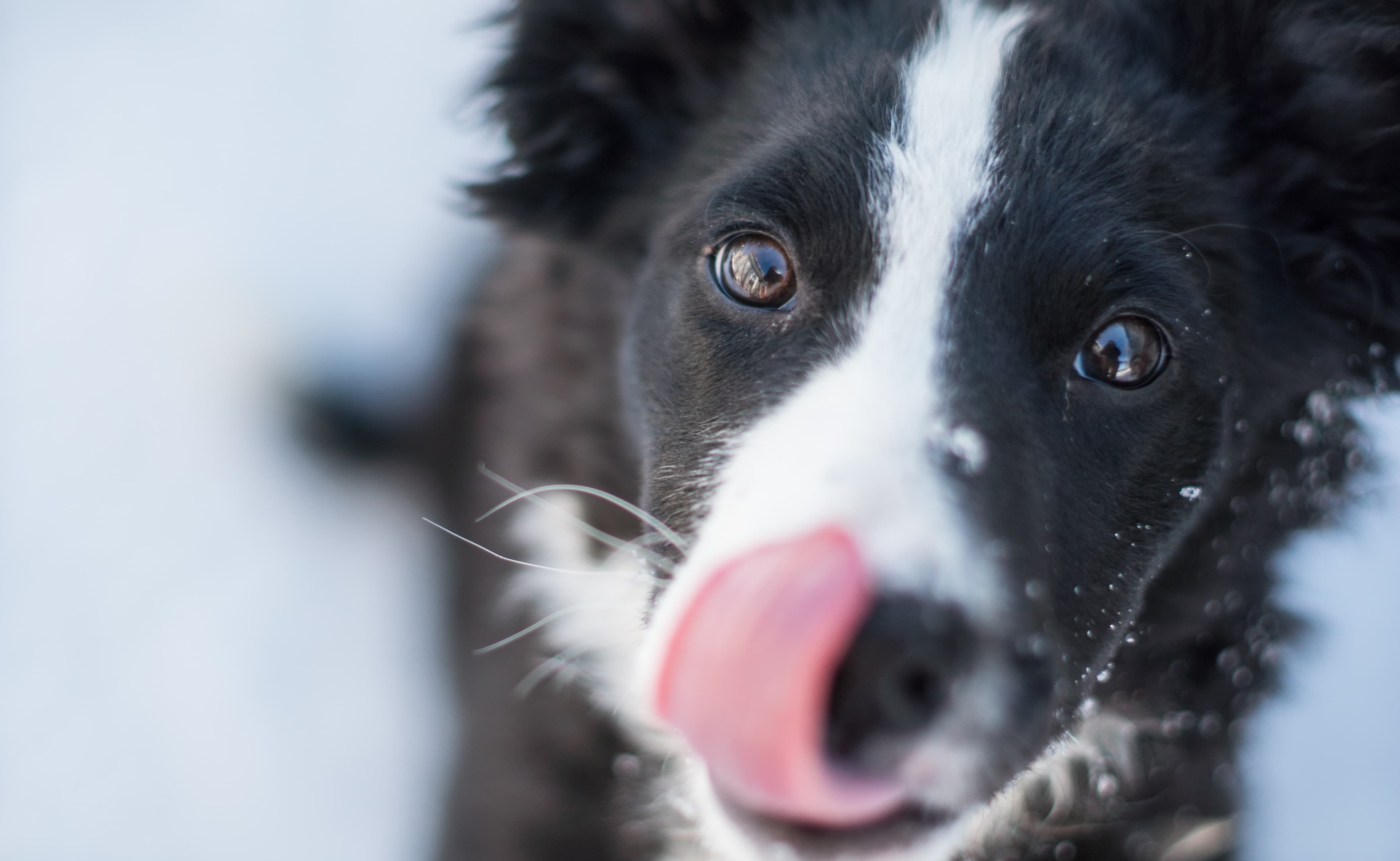 Image de couverture pour l'article Les maladies génétiques chez le Border Collie