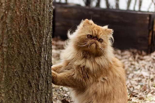 Image de couverture pour l'article Zoom sur la polykystose rénale du chat persan (PKD)