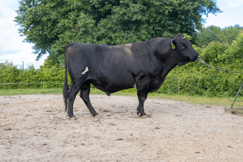 Image du taureau ARKANS BAILIFF 