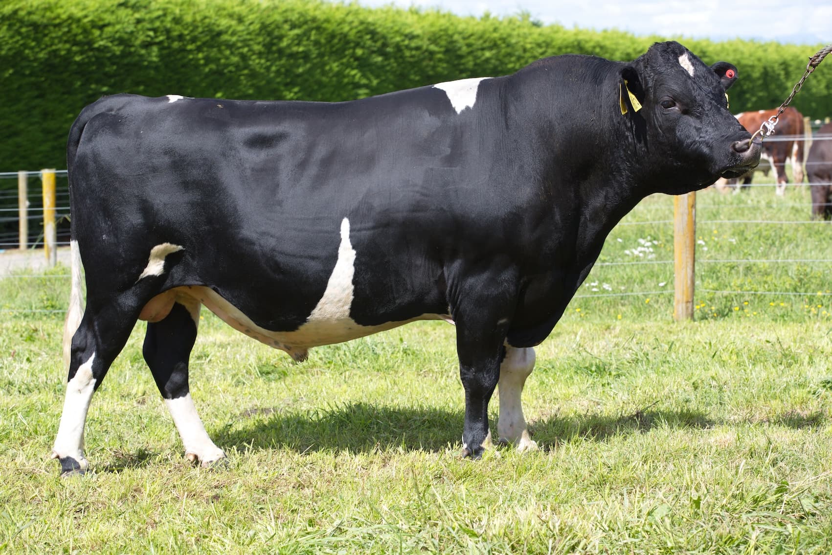 Image du taureau CROSSANS CRITICAL-ET