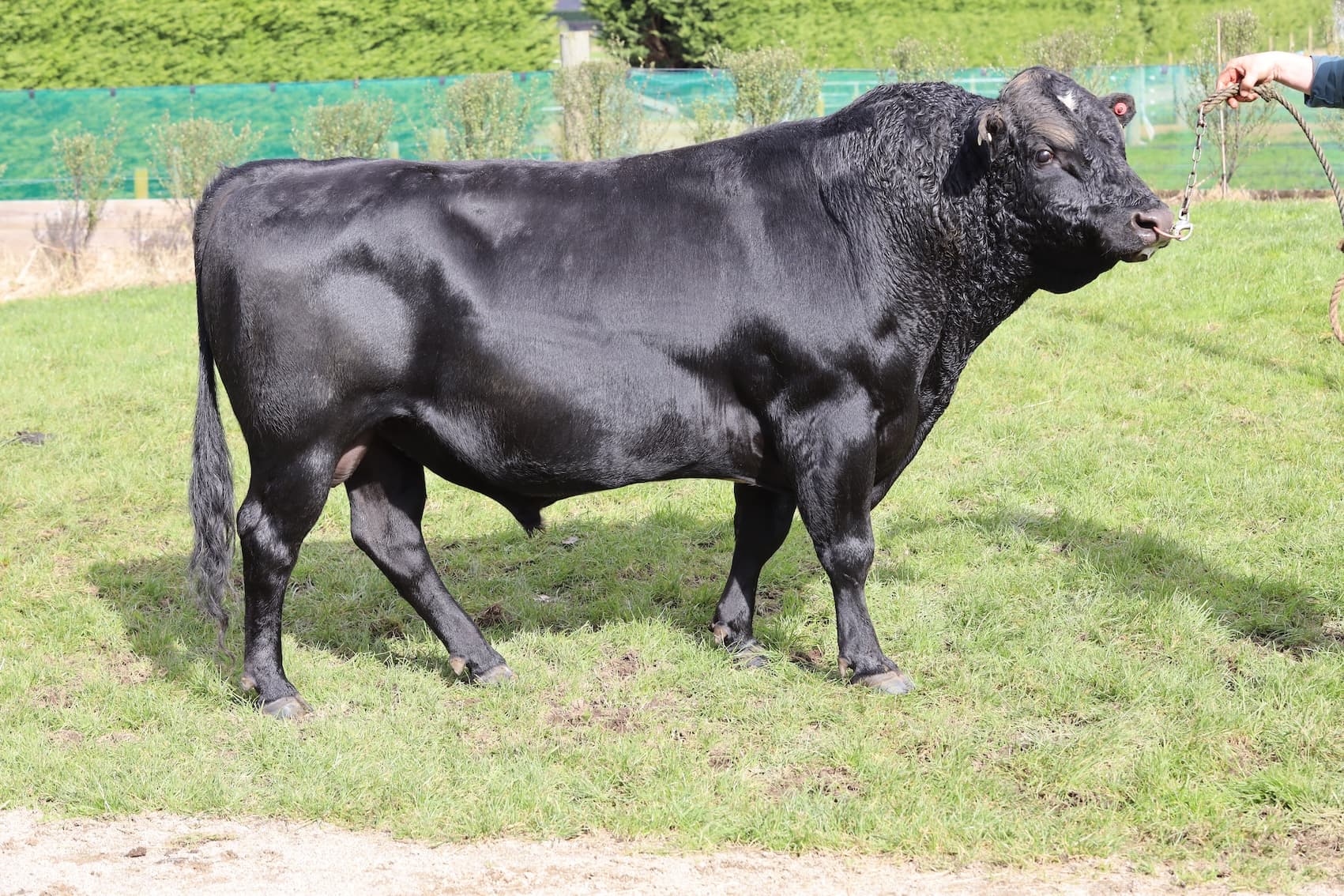 Image du taureau DEANS PROFESSIONAL 