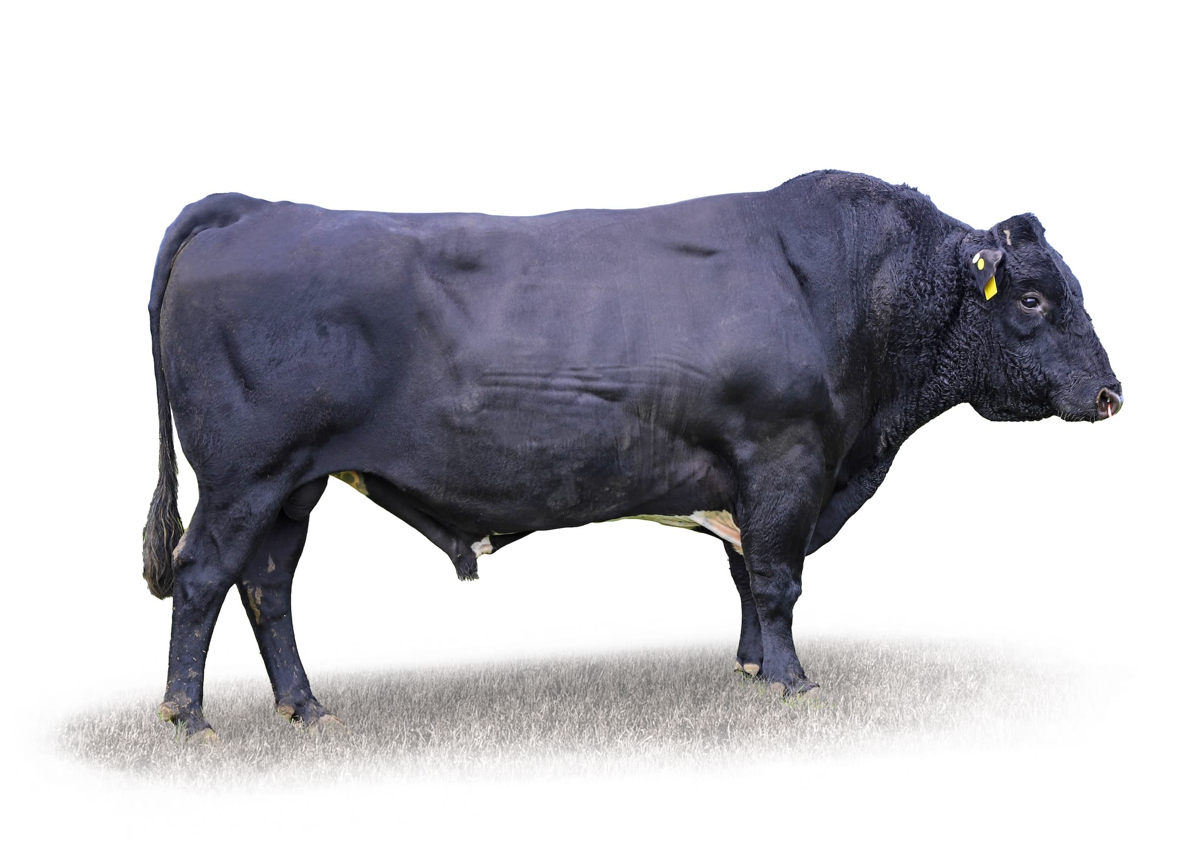 Image du taureau DIGGS HARDCOPY 