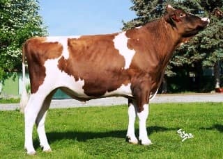 Image du taureau Drouner Ajdh Orvil-Red