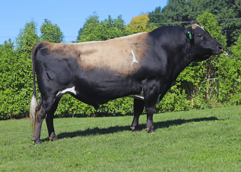 Image du taureau Glenui Bc Laredo ET S3J