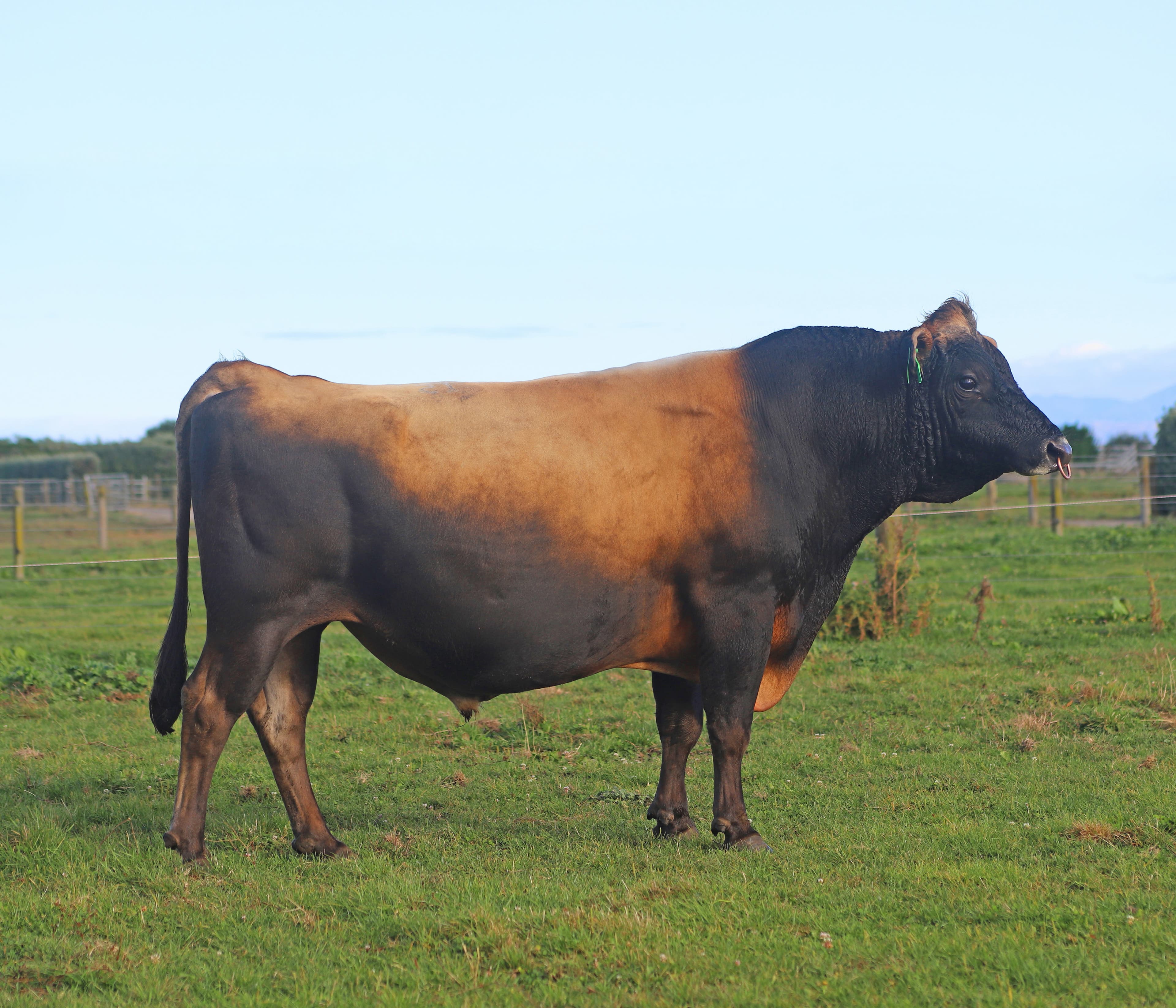 Image du taureau Glenui Super Lamar