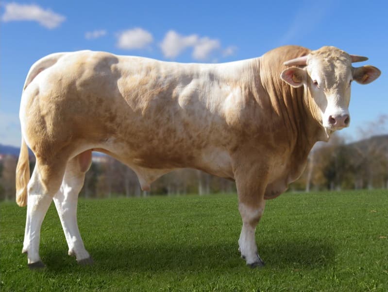 Image du taureau Hali