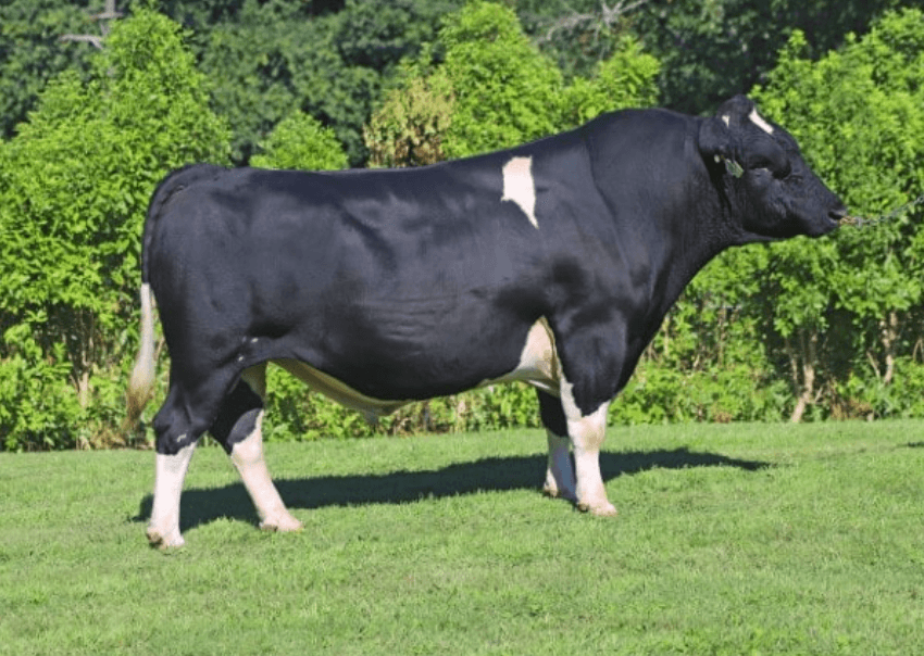 Image de COLA