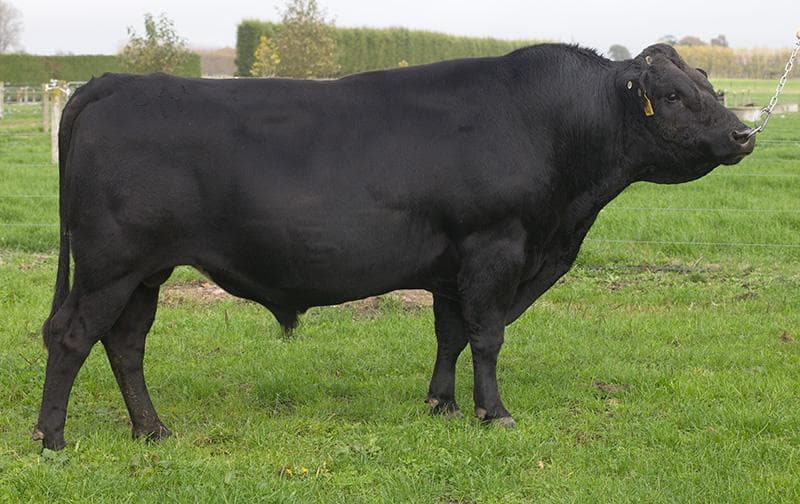 Image du taureau Il Vero Amore Power