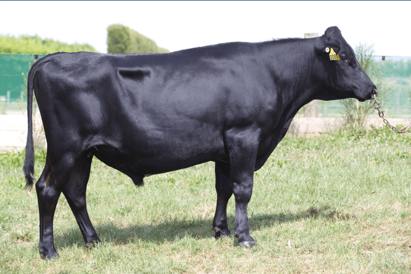 Image du taureau JULIAN MULTIPLIER-ET 