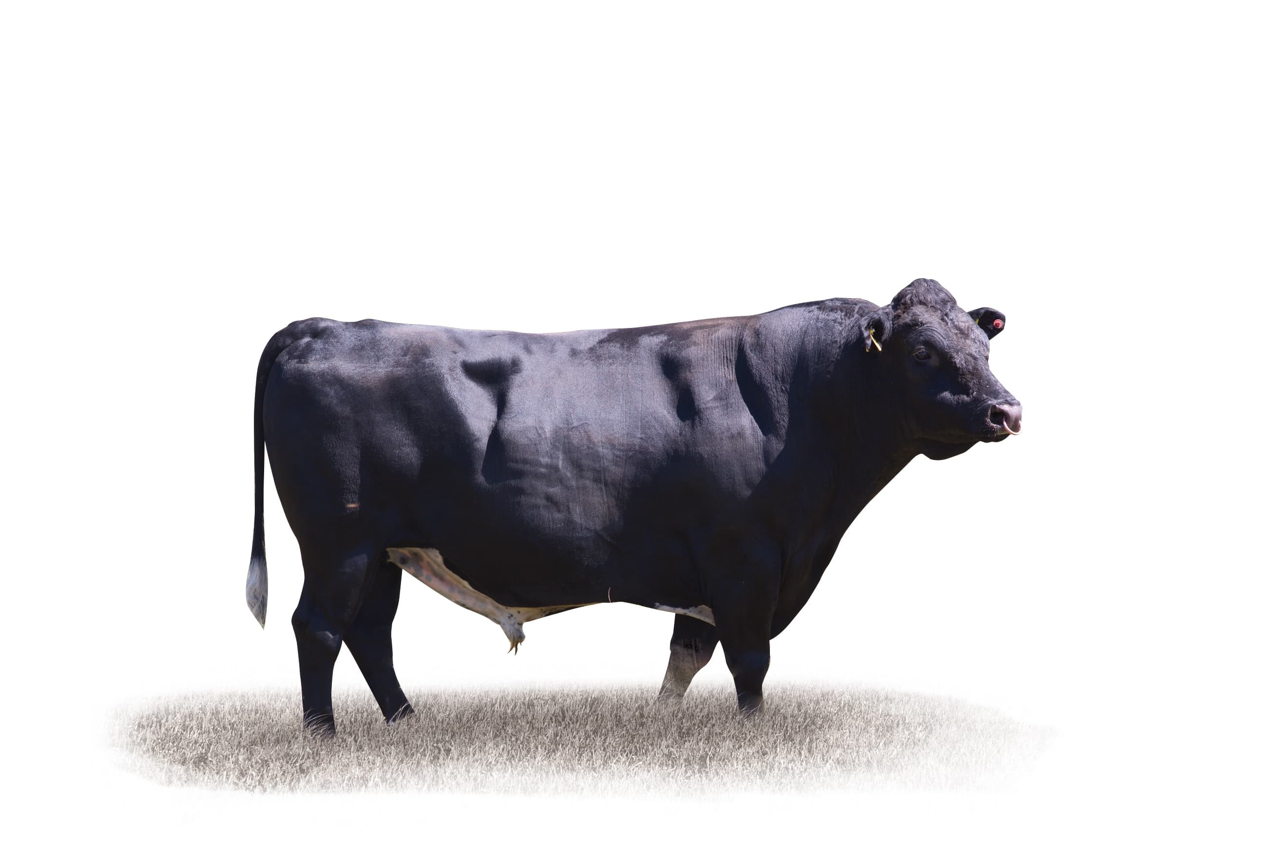 Image du taureau LYNBROOK KARTELL