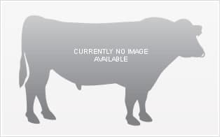 Image du taureau Matahui Explicit