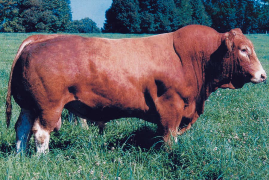 Image de Obel