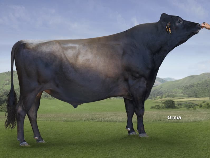 Image de Califa
