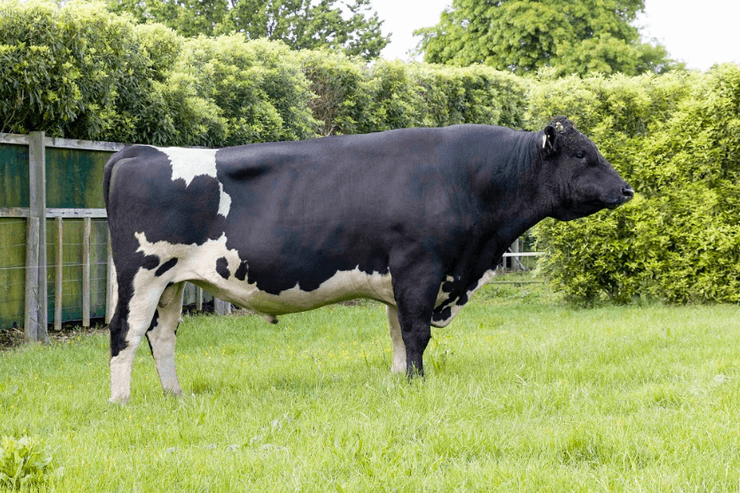 Image du taureau SCOTTS BV DARIUS-ET 