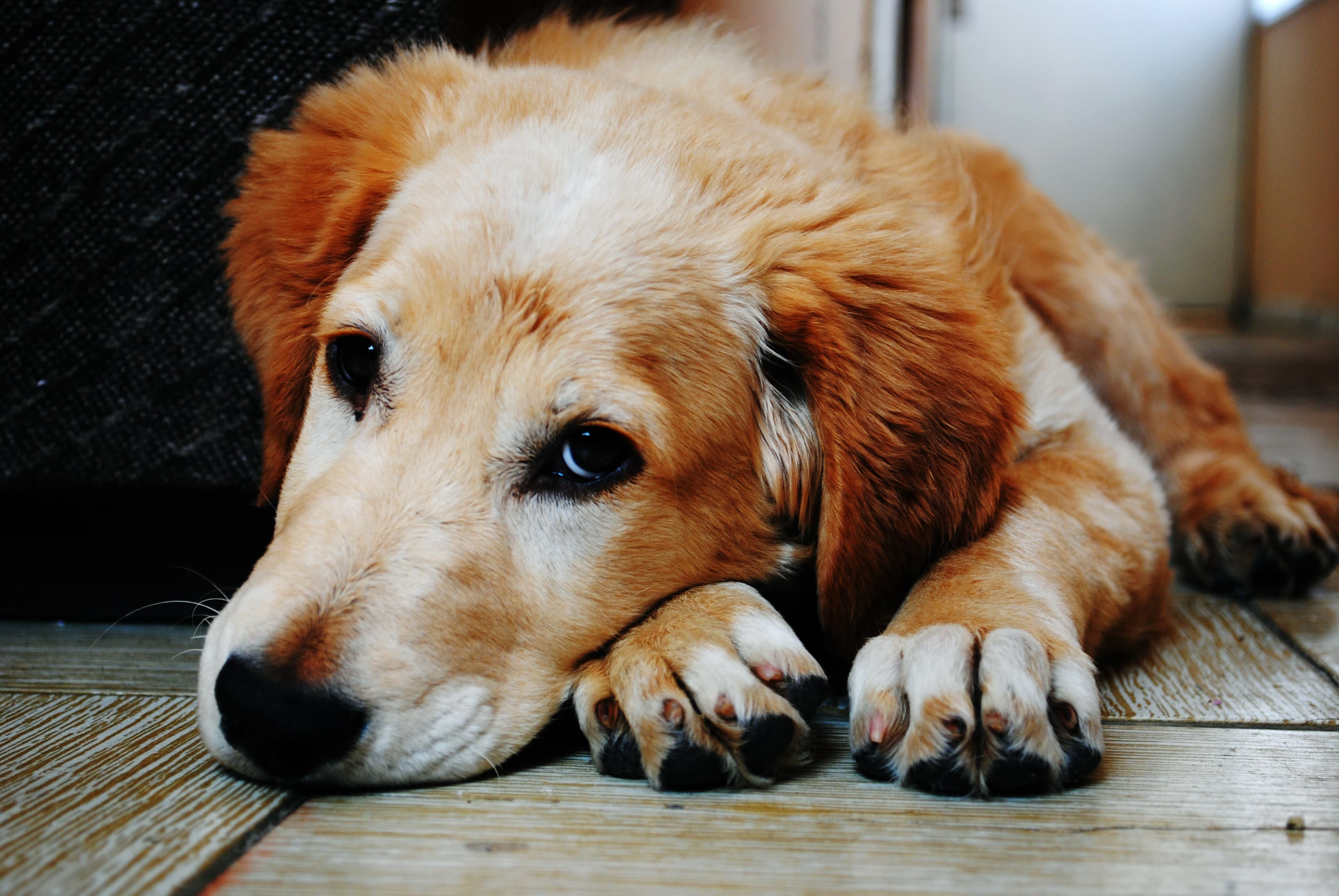 Que dit l'ADN de votre chien