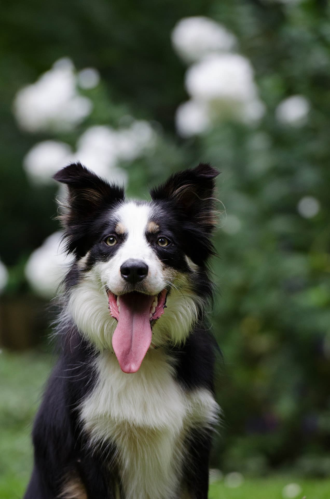 Mon chien présente des difficultés locomotrices : que puis-je faire ?