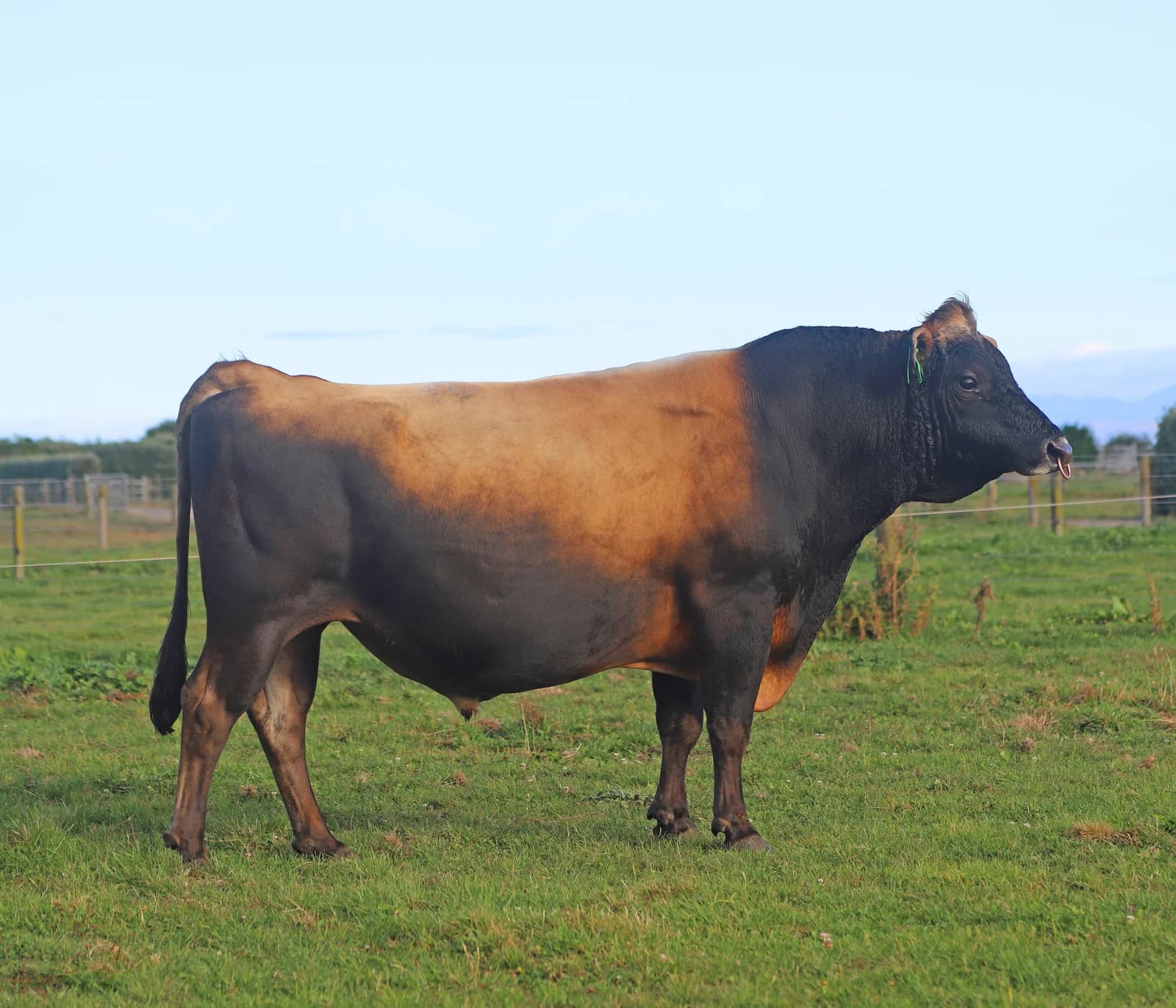 Image de Glenui Super Lamar