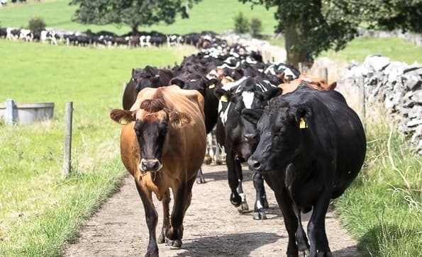 Économie du système herbager — 30 ans de données INRAE, Teagasc, DairyNZ et CIVAM