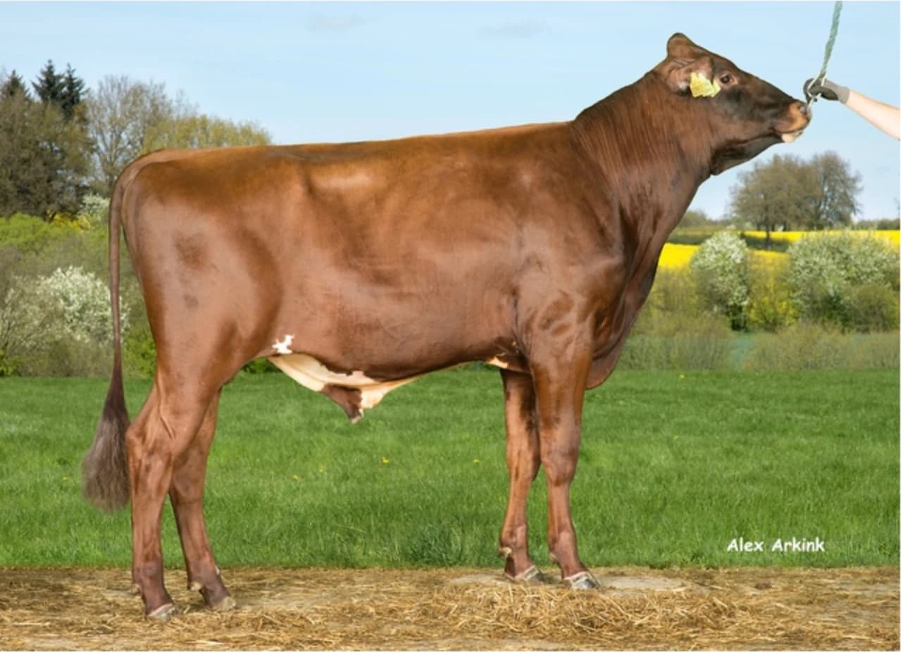 ASTON Taureau Viking Red 