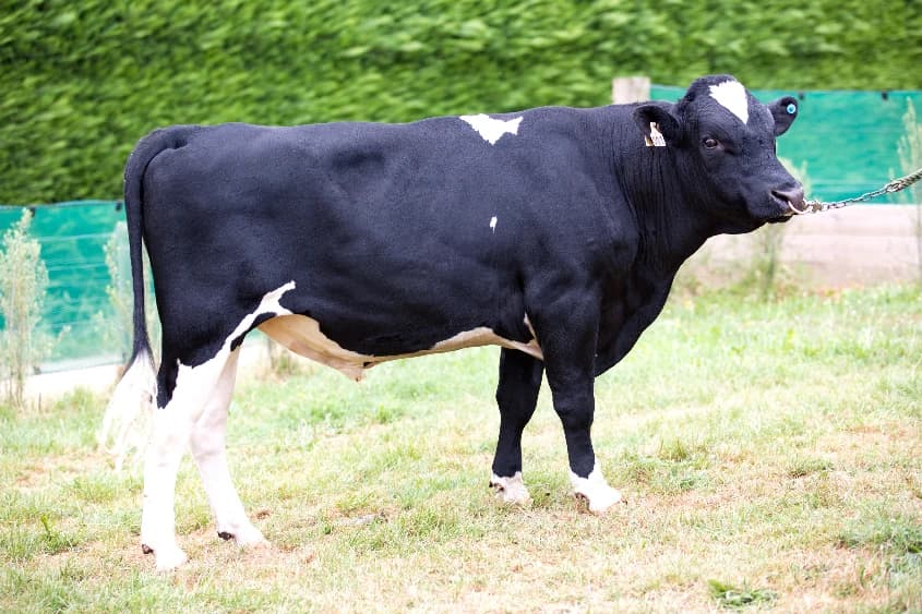 Image de Mill-Ridge Ts Finn-ET S1F