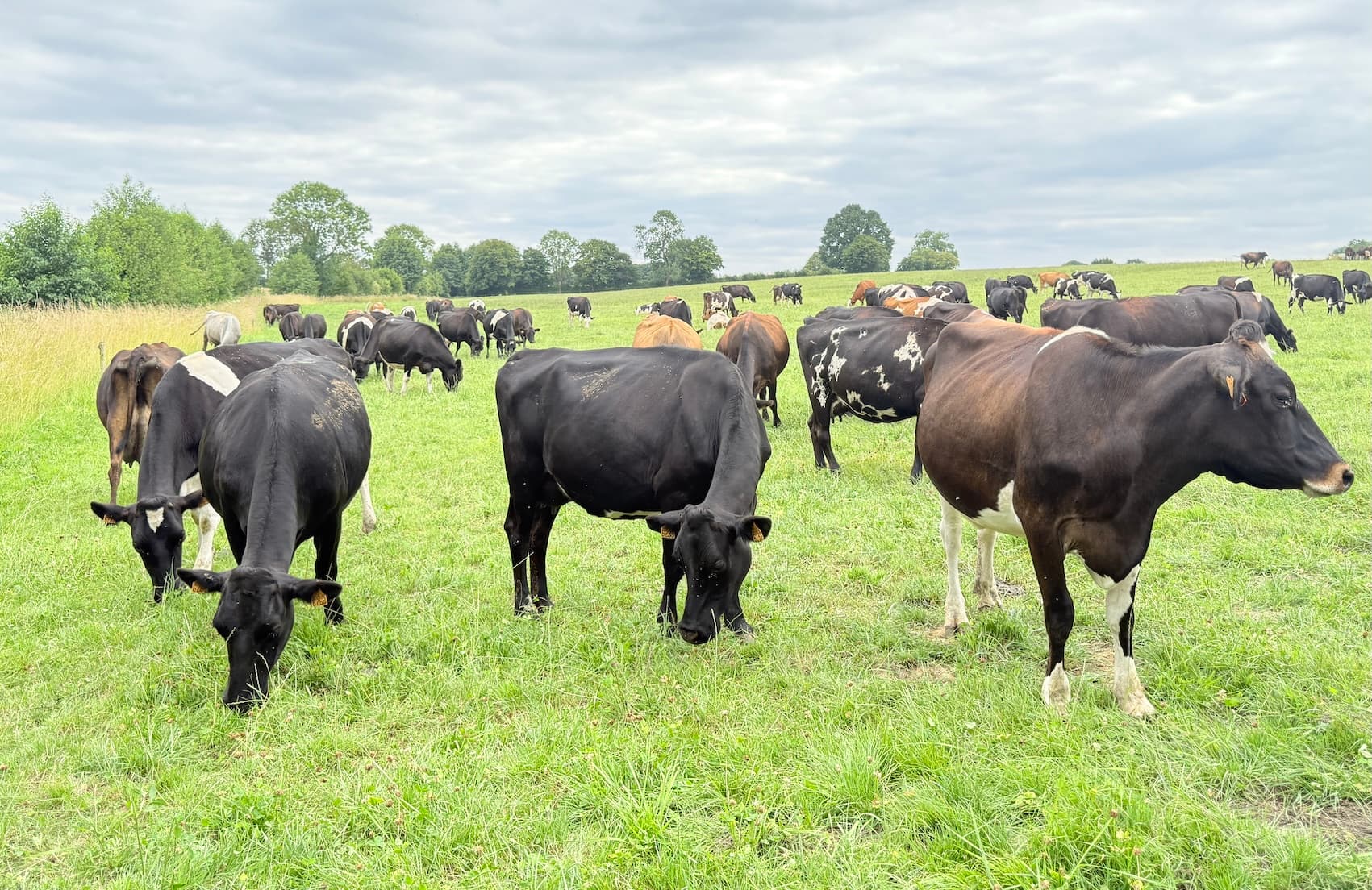 Vêlage groupé en système herbager — fertilité et longévité des vaches laitières au pâturage saisonnier