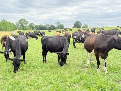 Vêlage groupé en système herbager — fertilité et longévité des vaches laitières au pâturage saisonnier