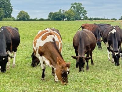 La vraie KiwiCross® — croisement Holstein-Friesian NZ × Jersey NZ pour le système herbager