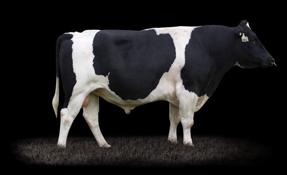 Image de Gordons Am Lancelot S3F