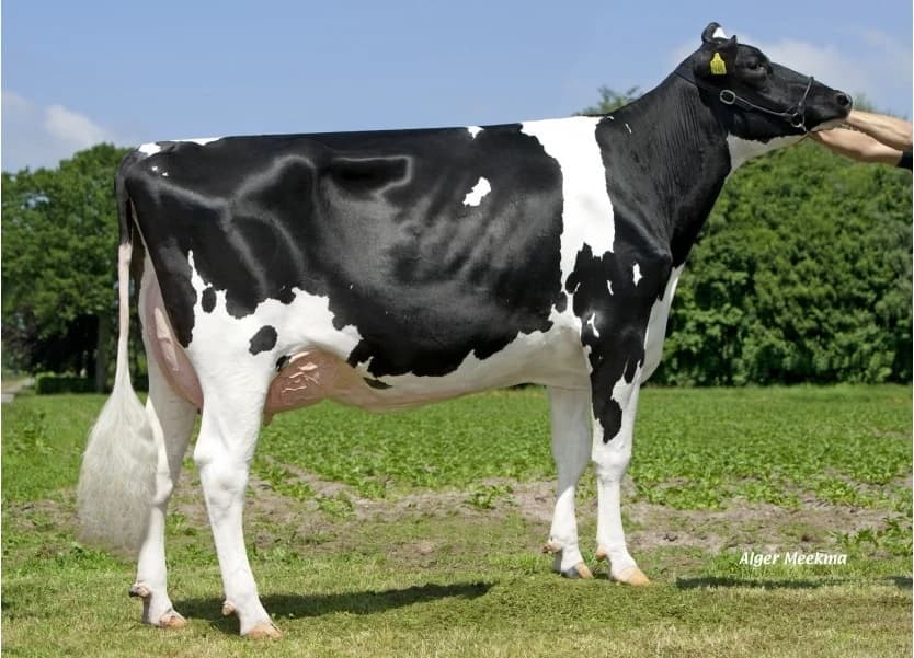 Image de Mae Kentucky ET