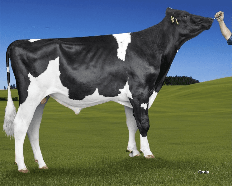 Image de Puma Alh Cassandra ET