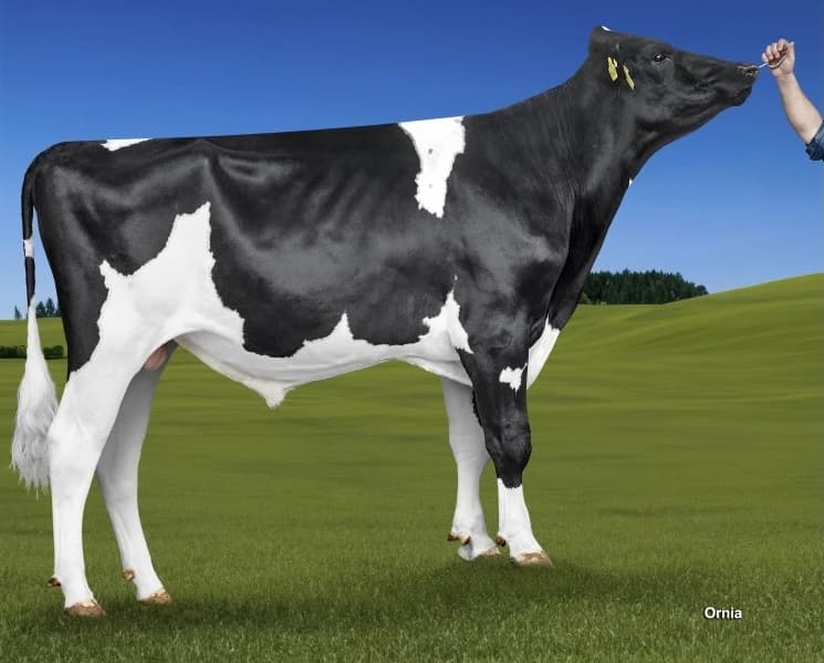 Image de Puma Alh Cassandra ET