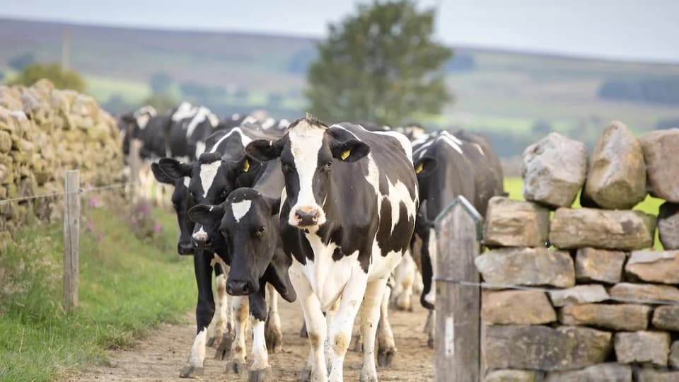 Vaches EBI