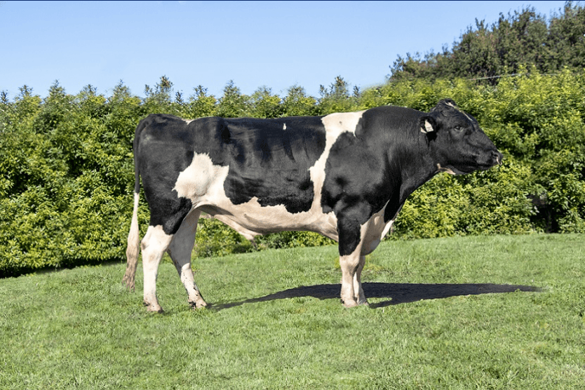 Image de BUELIN MG GLACIER