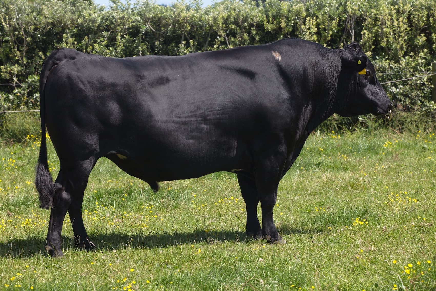 Image de PRIESTS SIERRA