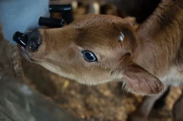animal-calves-colostrum