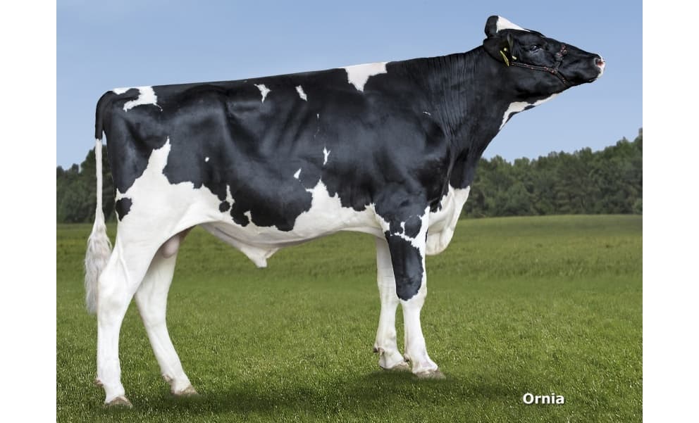 Image de Classy Bali