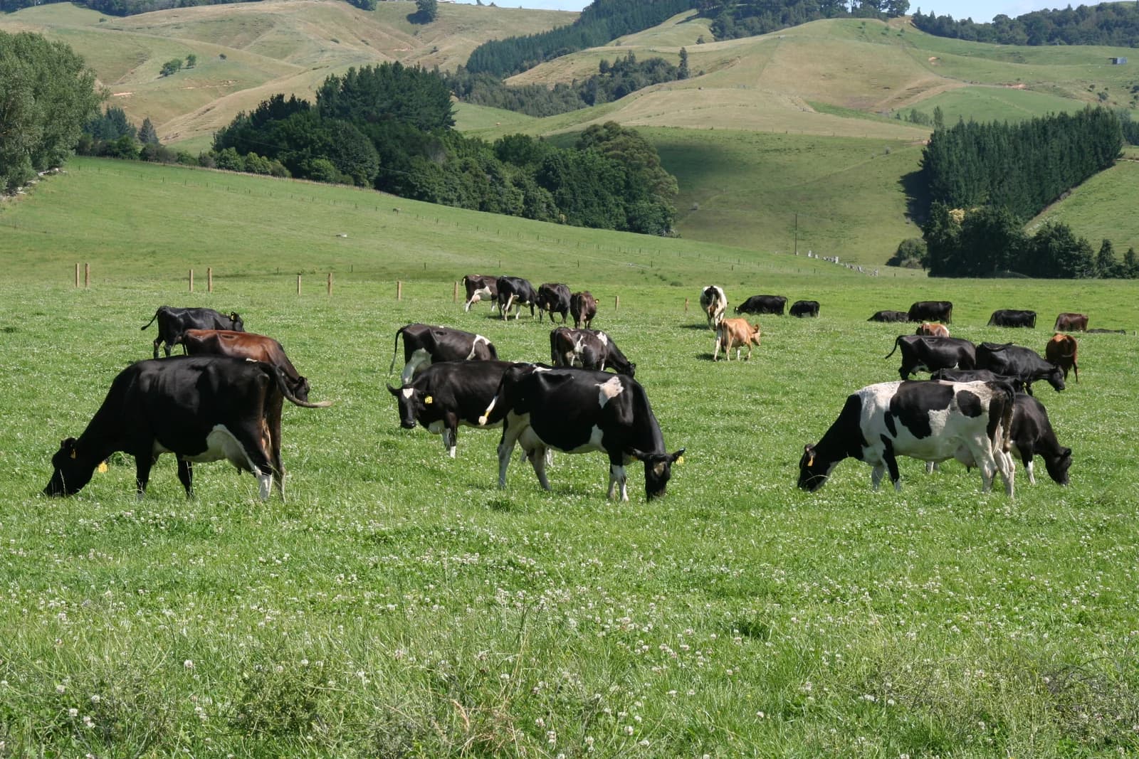 Cows