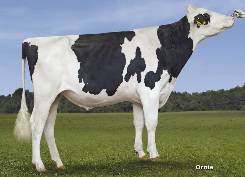 Douglas, l’histoire