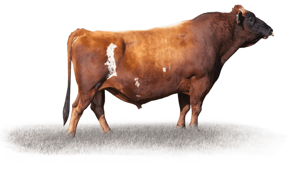 Image de Ulmarra Tt Gallivant