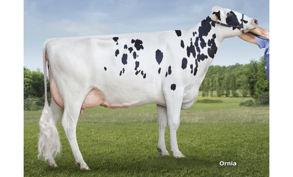 Image de Gener Siset