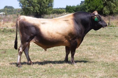 Image de Glenui Degree Hoss ET