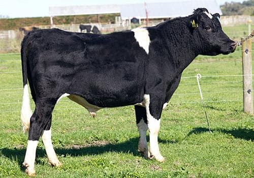 Image de Goings Mecca Pride S1F