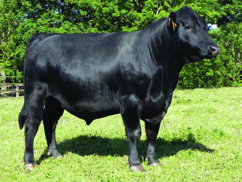 Image de Insagurbe Essi Center T 394