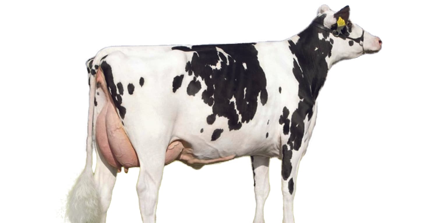 Image de Isa Barrabas