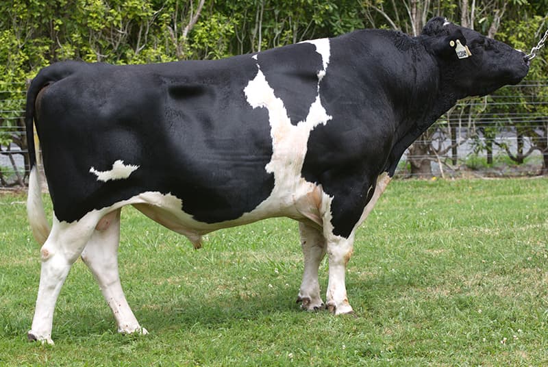 Image de Kaimore Hero Earnie S2F