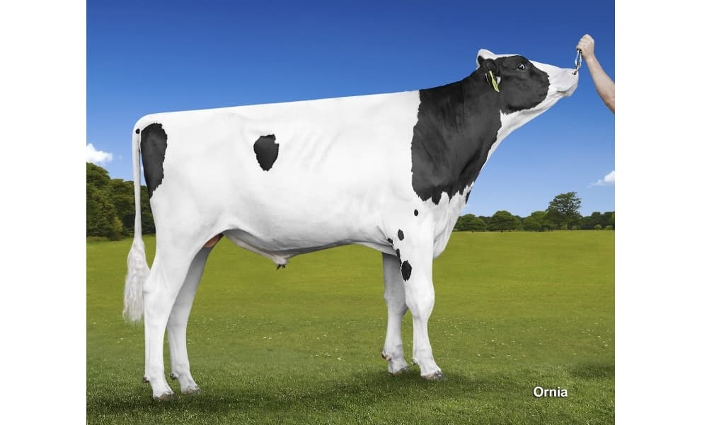 Image de Kalenji Celebrity